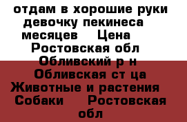 отдам в хорошие руки девочку пекинеса. 7 месяцев. › Цена ­ 1 - Ростовская обл., Обливский р-н, Обливская ст-ца Животные и растения » Собаки   . Ростовская обл.